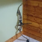 Bear Archery One Shot Compound Bow Rh 70LBS 28IN Camo Aluminum Used. Price: $150.00.