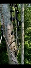 2025 Bear Whitetail Int Bow Package Rh 45-60 Draw Weight Bottomland Black New. Price: $500.00.
